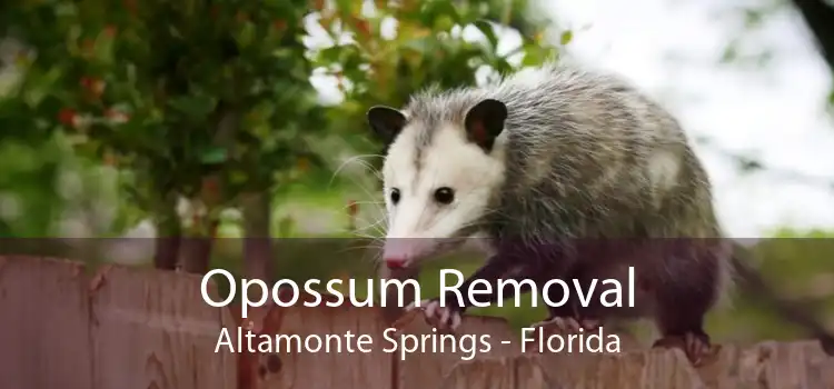 Opossum Removal Altamonte Springs - Florida