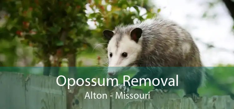 Opossum Removal Alton - Missouri