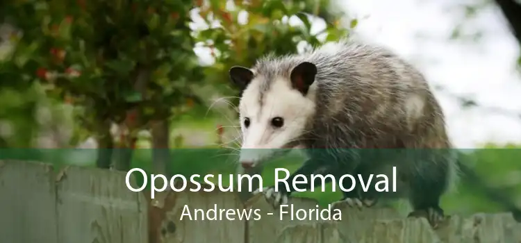Opossum Removal Andrews - Florida
