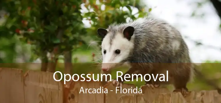 Opossum Removal Arcadia - Florida