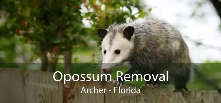 Opossum Removal Archer - Florida