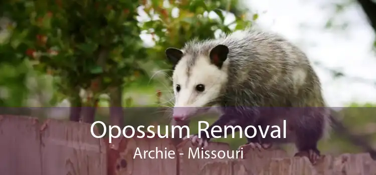 Opossum Removal Archie - Missouri