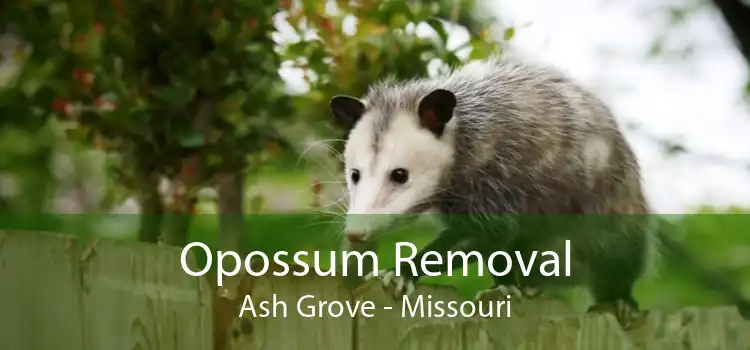 Opossum Removal Ash Grove - Missouri