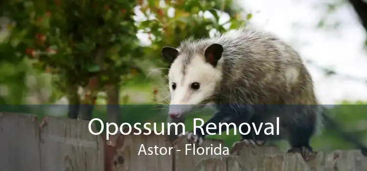 Opossum Removal Astor - Florida