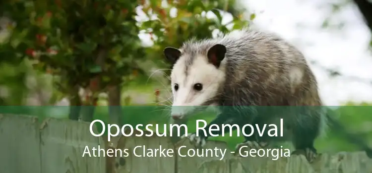 Opossum Removal Athens Clarke County - Georgia