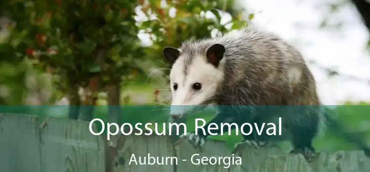 Opossum Removal Auburn - Georgia