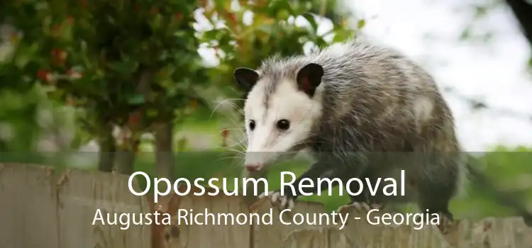 Opossum Removal Augusta Richmond County - Georgia