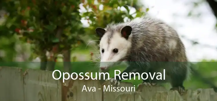 Opossum Removal Ava - Missouri