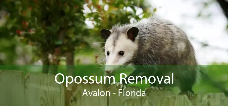 Opossum Removal Avalon - Florida