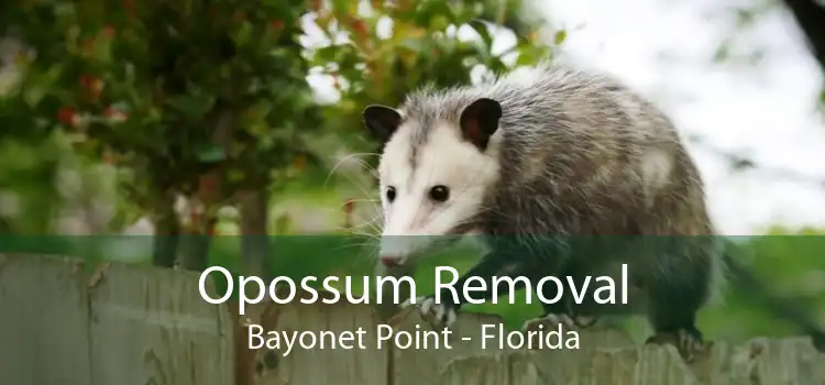 Opossum Removal Bayonet Point - Florida