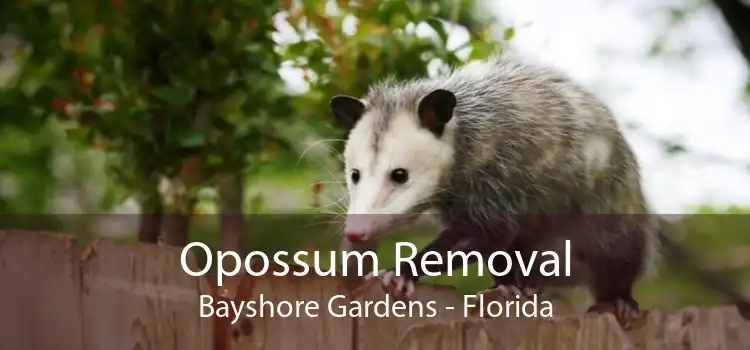 Opossum Removal Bayshore Gardens - Florida