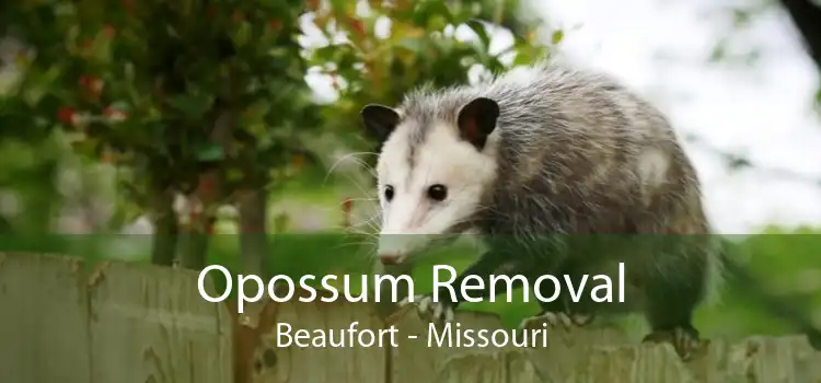 Opossum Removal Beaufort - Missouri