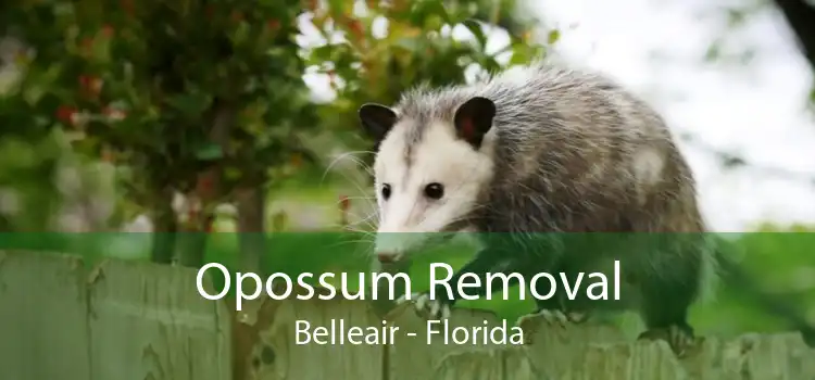 Opossum Removal Belleair - Florida