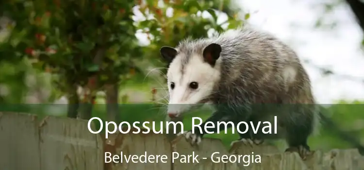 Opossum Removal Belvedere Park - Georgia