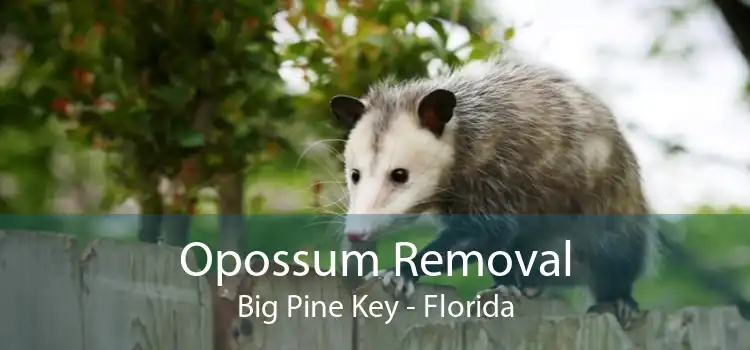 Opossum Removal Big Pine Key - Florida
