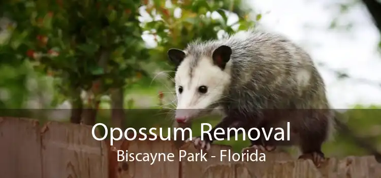 Opossum Removal Biscayne Park - Florida