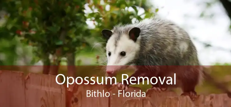 Opossum Removal Bithlo - Florida