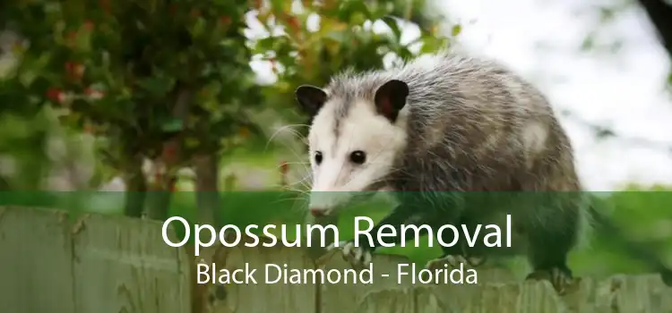 Opossum Removal Black Diamond - Florida