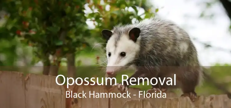 Opossum Removal Black Hammock - Florida