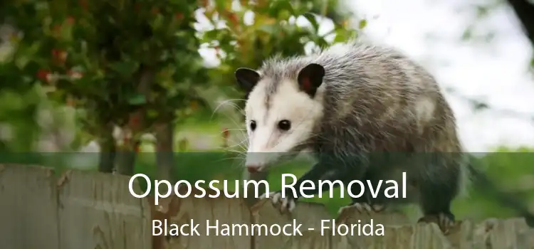 Opossum Removal Black Hammock - Florida