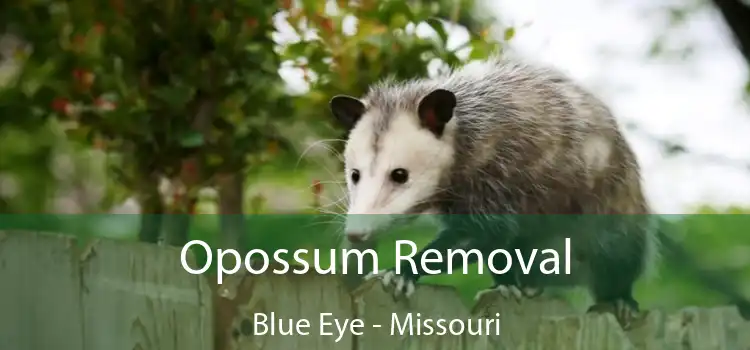 Opossum Removal Blue Eye - Missouri