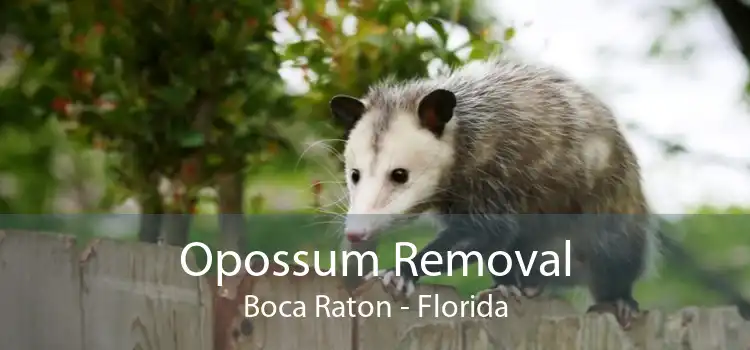 Opossum Removal Boca Raton - Florida