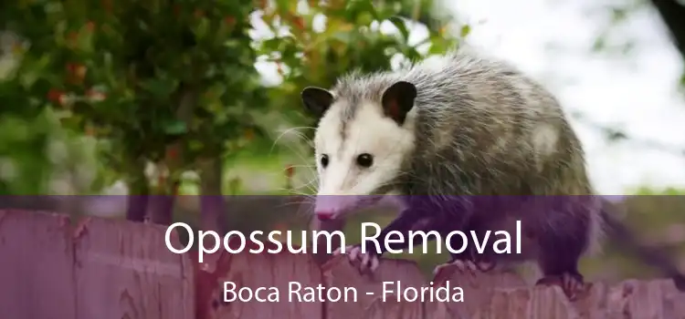 Opossum Removal Boca Raton - Florida