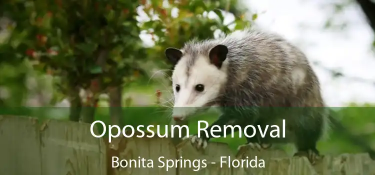 Opossum Removal Bonita Springs - Florida