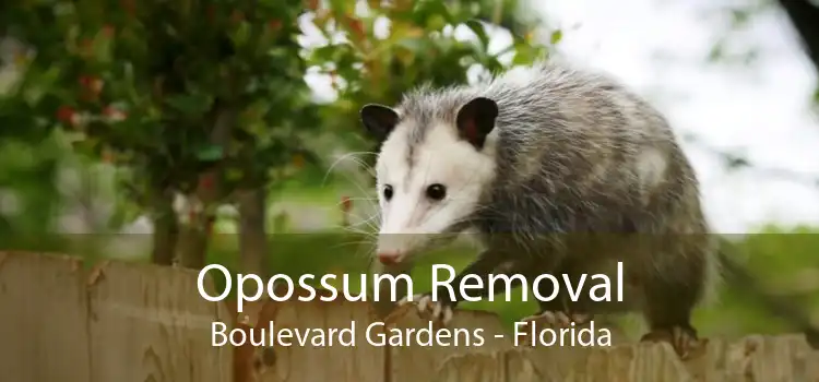 Opossum Removal Boulevard Gardens - Florida
