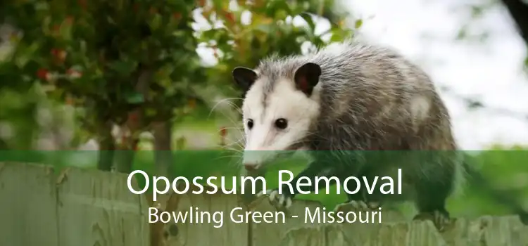Opossum Removal Bowling Green - Missouri