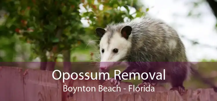 Opossum Removal Boynton Beach - Florida