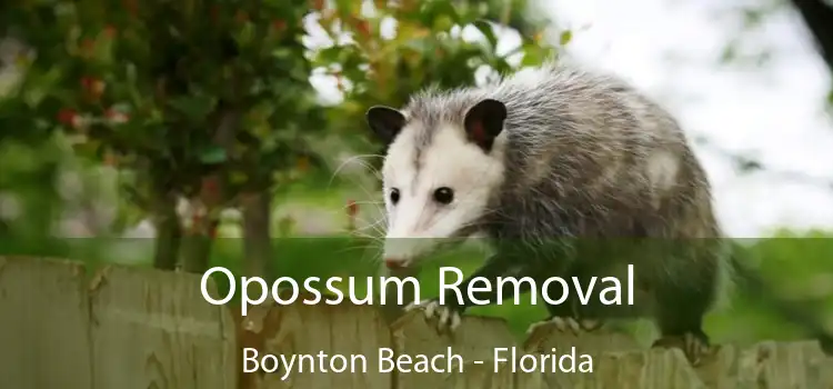 Opossum Removal Boynton Beach - Florida