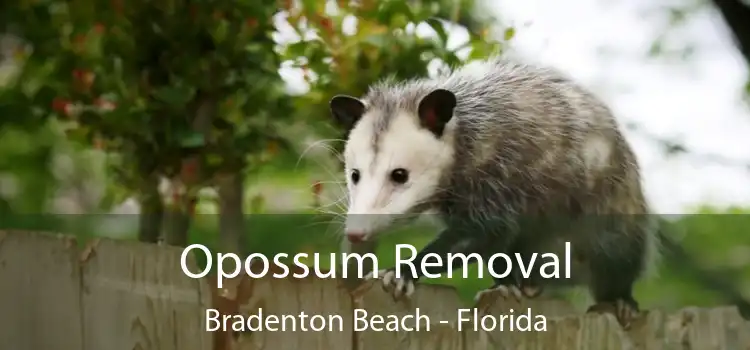 Opossum Removal Bradenton Beach - Florida