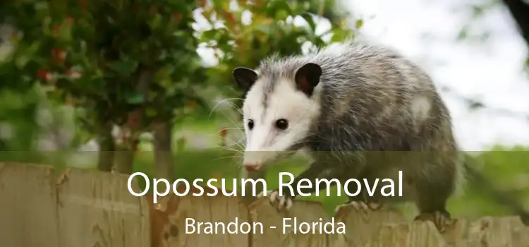 Opossum Removal Brandon - Florida