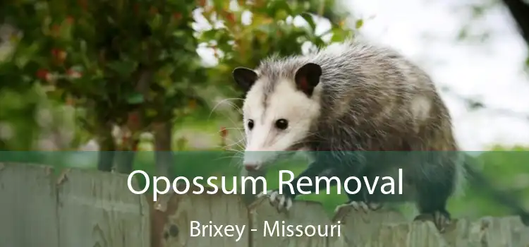 Opossum Removal Brixey - Missouri