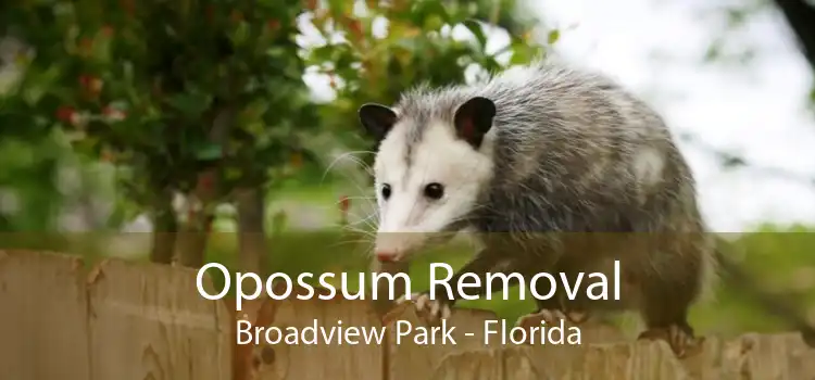 Opossum Removal Broadview Park - Florida