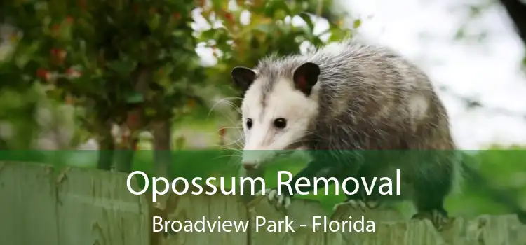 Opossum Removal Broadview Park - Florida