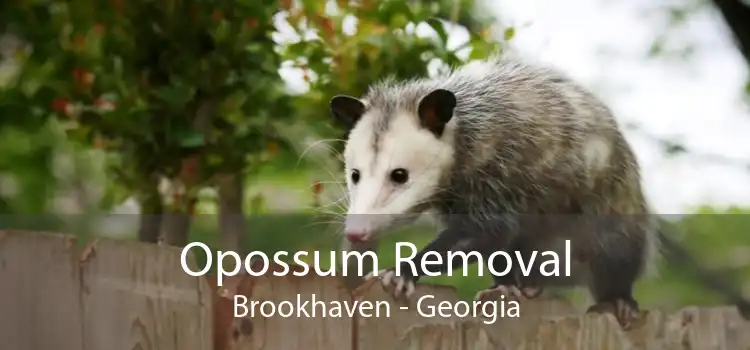 Opossum Removal Brookhaven - Georgia