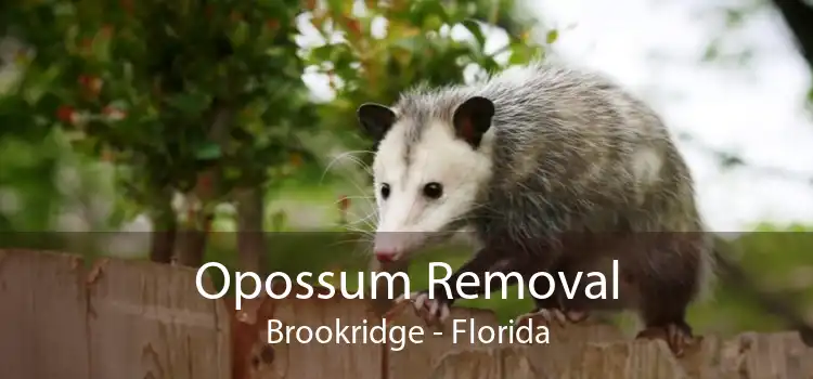 Opossum Removal Brookridge - Florida