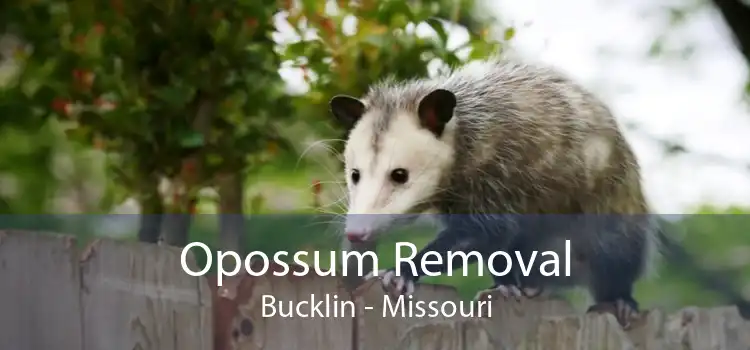 Opossum Removal Bucklin - Missouri