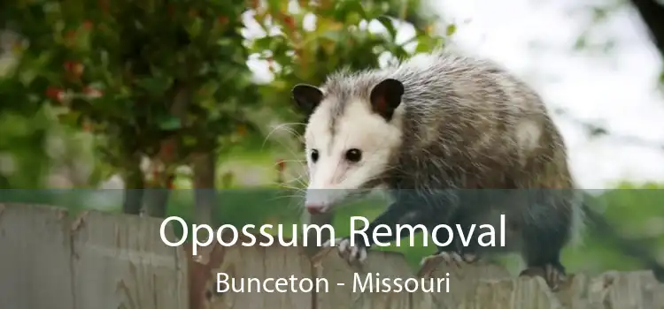 Opossum Removal Bunceton - Missouri