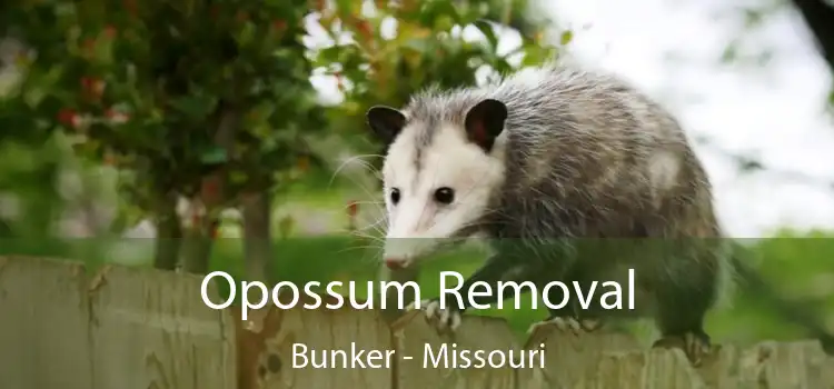 Opossum Removal Bunker - Missouri