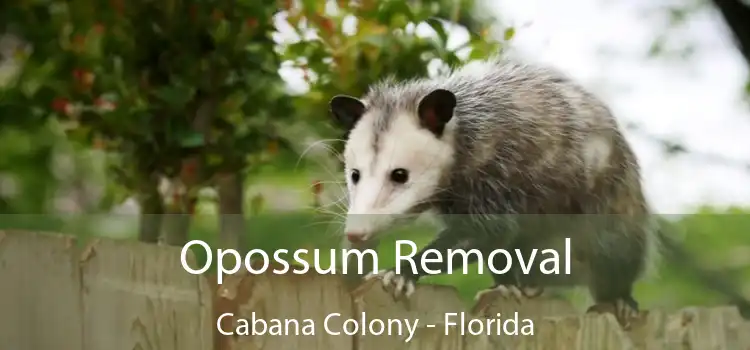 Opossum Removal Cabana Colony - Florida