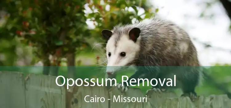 Opossum Removal Cairo - Missouri