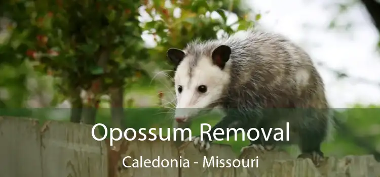 Opossum Removal Caledonia - Missouri