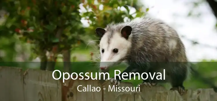Opossum Removal Callao - Missouri