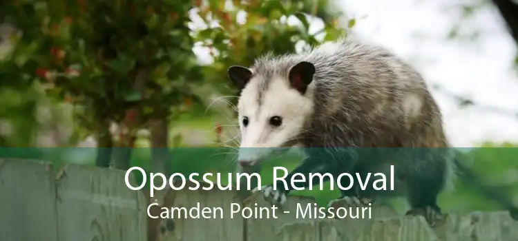 Opossum Removal Camden Point - Missouri