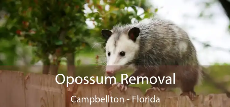 Opossum Removal Campbellton - Florida