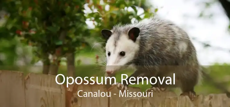 Opossum Removal Canalou - Missouri