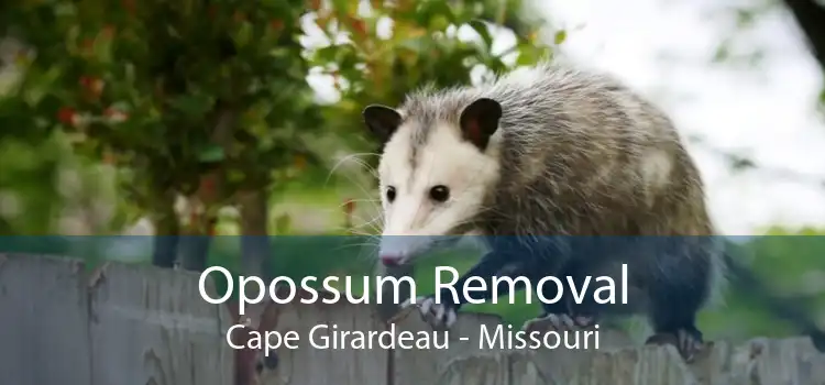 Opossum Removal Cape Girardeau - Missouri
